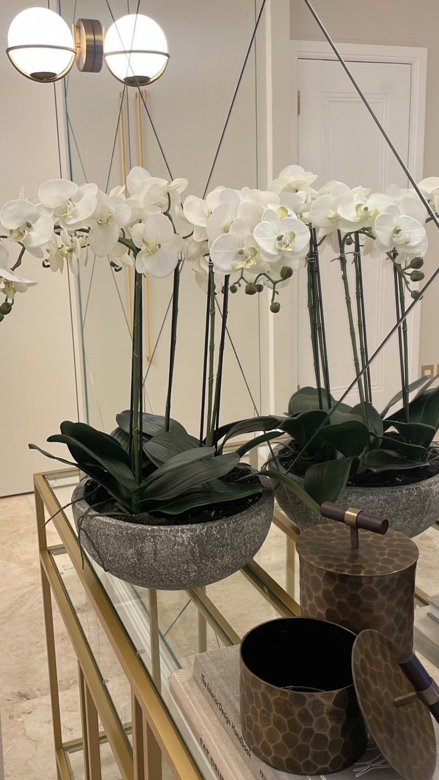 Lana Orchid Plant