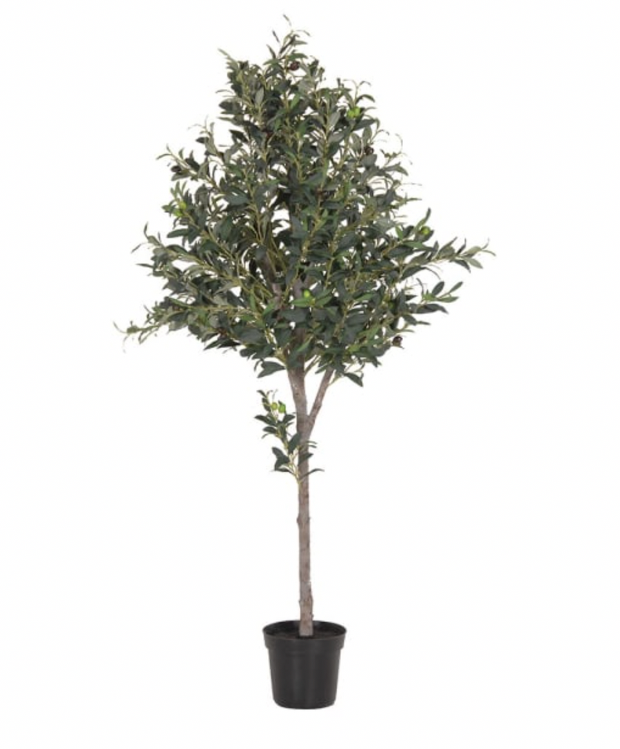 Arlo Olive Tree