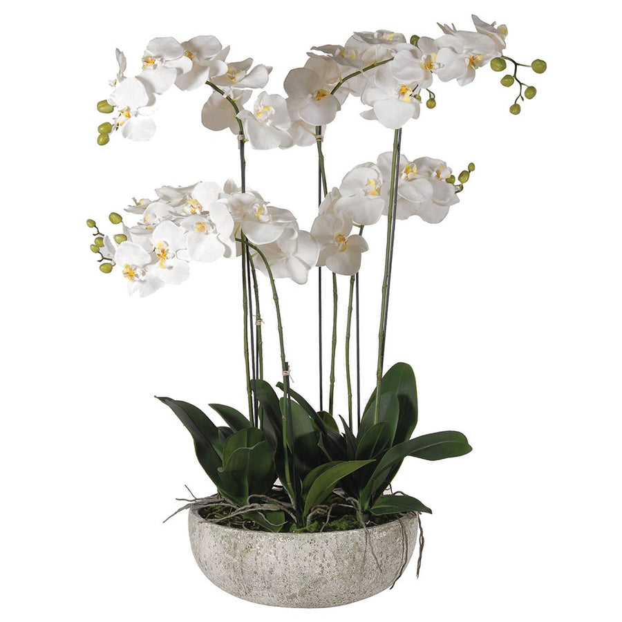 Lana Orchid Plant