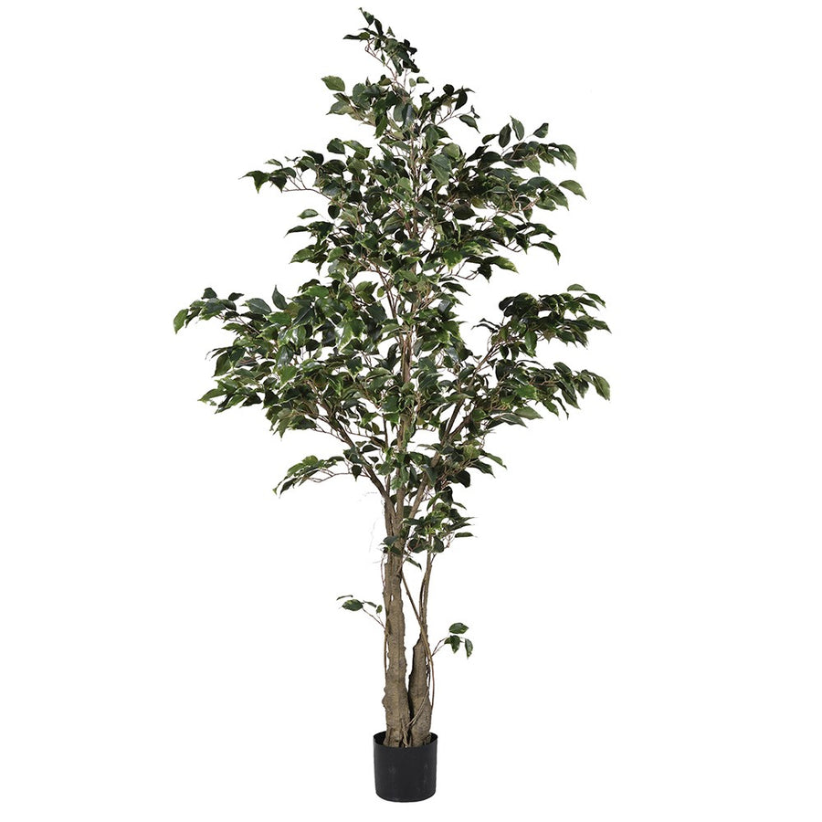 Tatum Variegated Ficus Tree