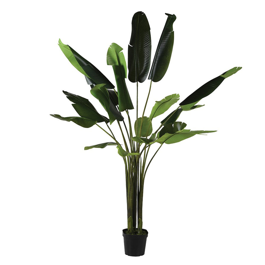 Tabia Strelitzia Plant