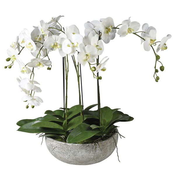 Lana Orchid Plant