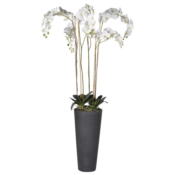 Bonnie Tall Orchid Plant