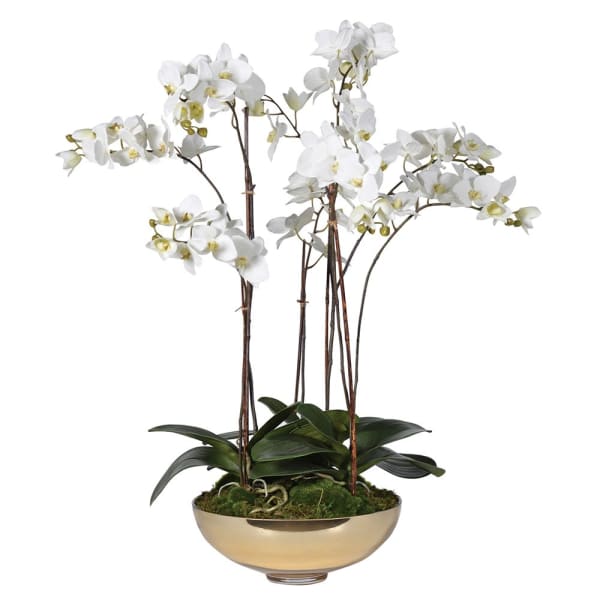 Lucia Gold Orchid