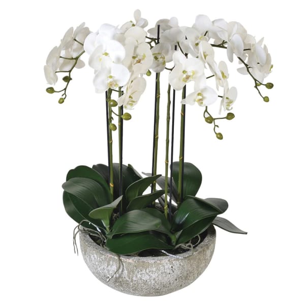 Lana Orchid Plant